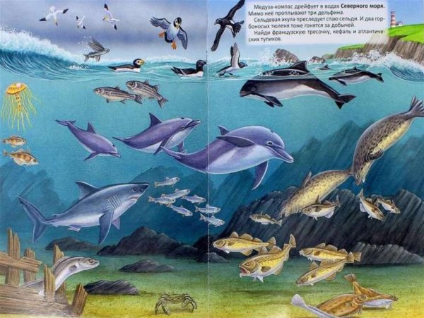 Нищева н.в. Пресноводные рыбы