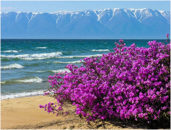 Рододендрон багульник Байкал