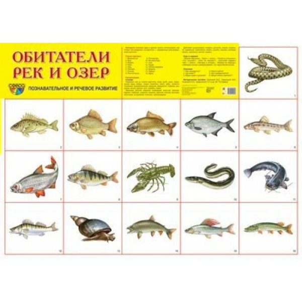Обитатели рек и озер для детей