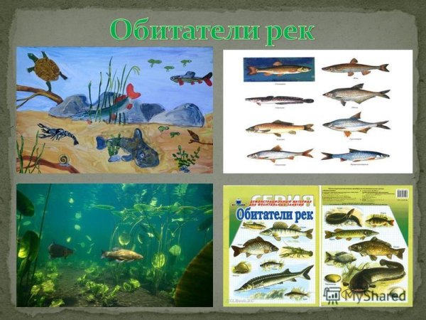 Речные обитатели
