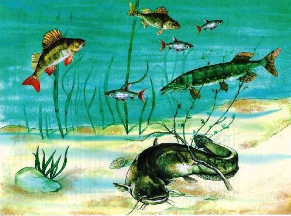 Рыбы речные и морские с названиями