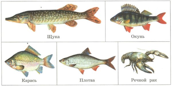 Морские рыбы для детей дошкольного возраста