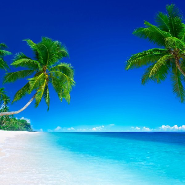 Море пляж пальмы