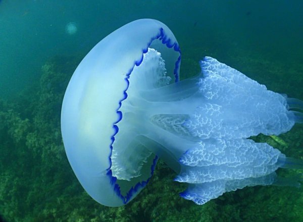 Черноморская медуза корнерот