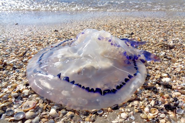 Медузы Аурелия в Абхазии