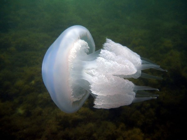 Медуза корнерот