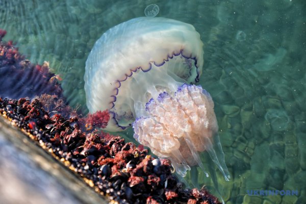 Ризостома корнерот медуза