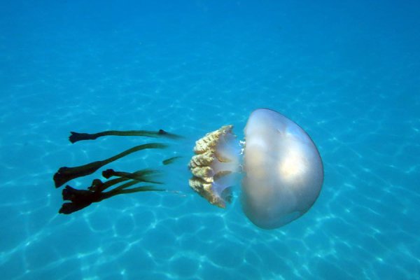 Самая большая медуза в черном море