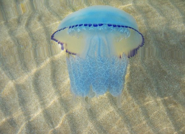 Медуза корнерот синяя