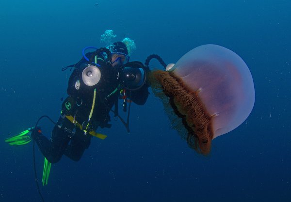 Медузы черного моря