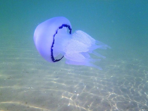 Рыбы медуза корнерот в черном море