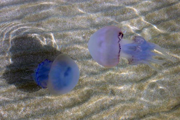 Крымские медузы Аурелия