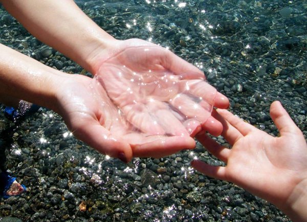 Медуза Аурелия в черном море