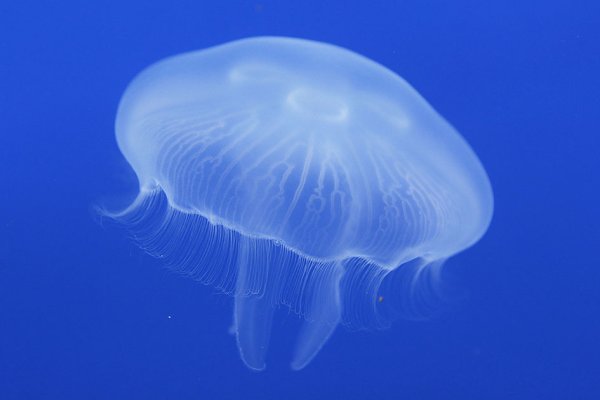 Медузы Аурелия и корнерот