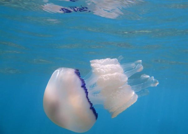 Корнерот медуза корнерот