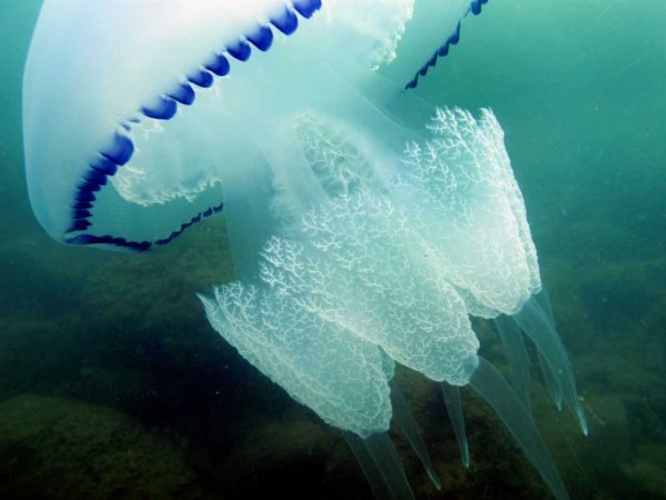 Черноморская медуза корнерот