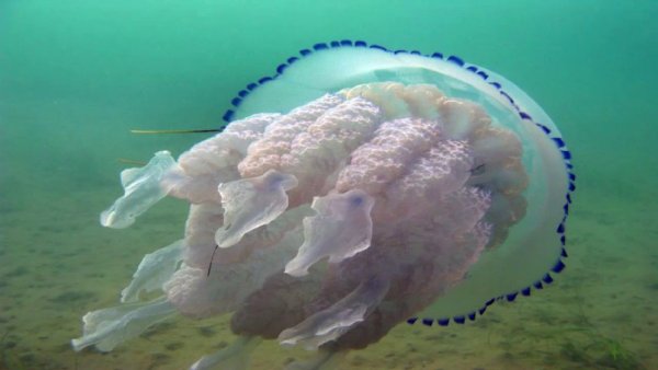 Корнерот медуза в Азовском