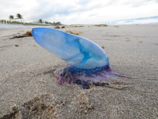 Голубая медуза в черном море