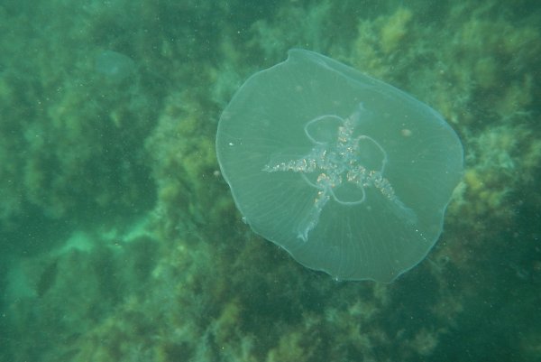 Аурелия медуза в черном