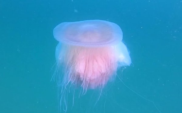 Медуза Грибовик