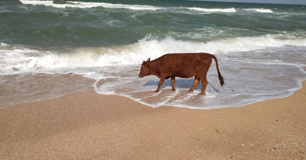 Корова на берегу океана