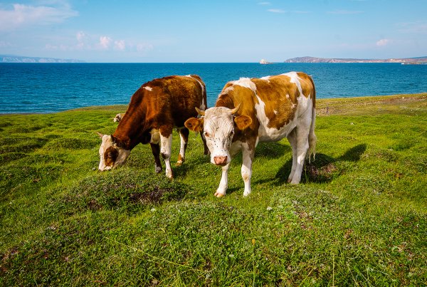 Байкальская корова