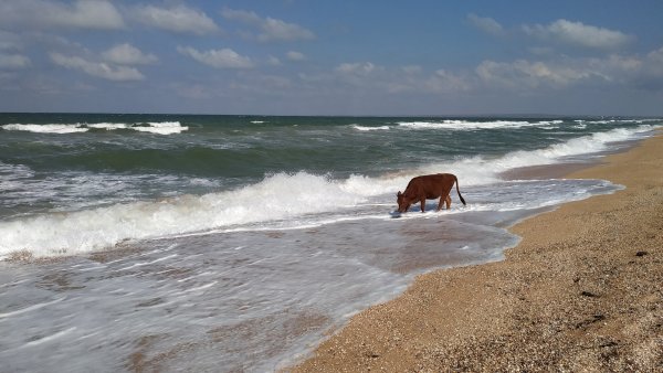Корова в море