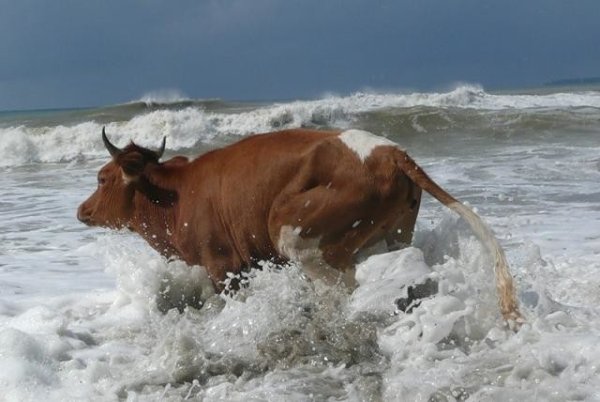 Корова в море