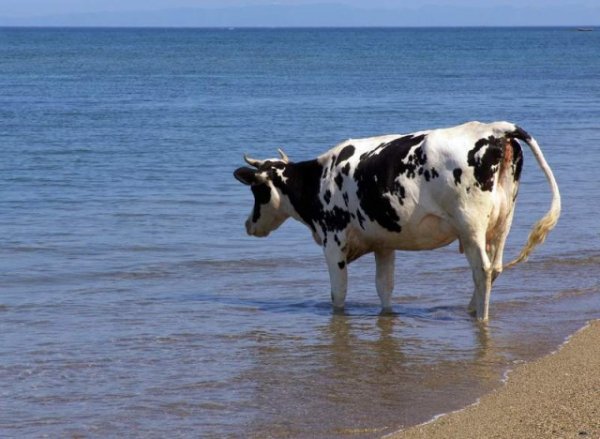 Корова в океане