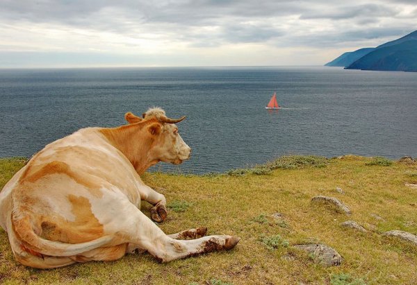 Корова на берегу моря