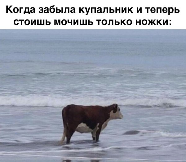 Корова у берега