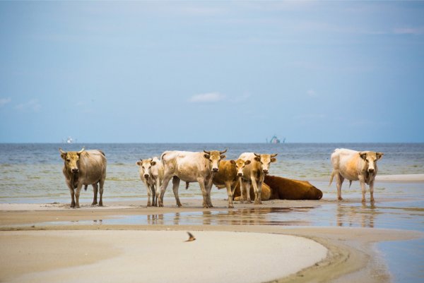Корова на берегу океана