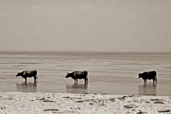 Азовское море по колено