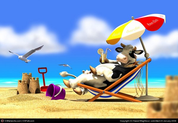 Корова отдыхает на пляже