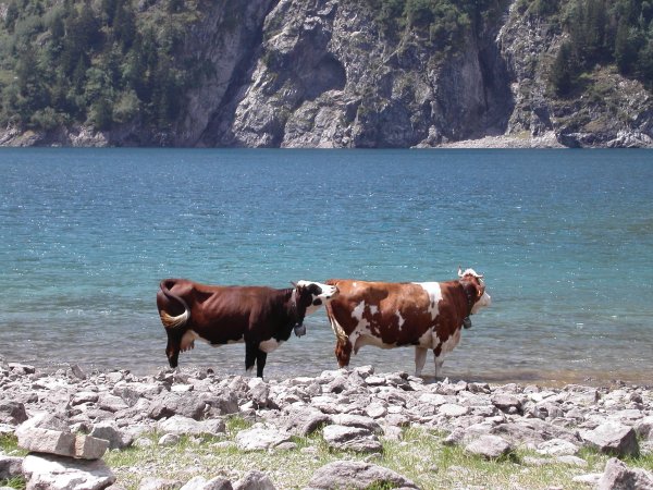 Корова на берегу