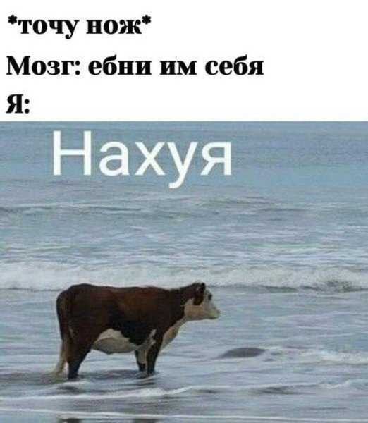 Одинокая корова