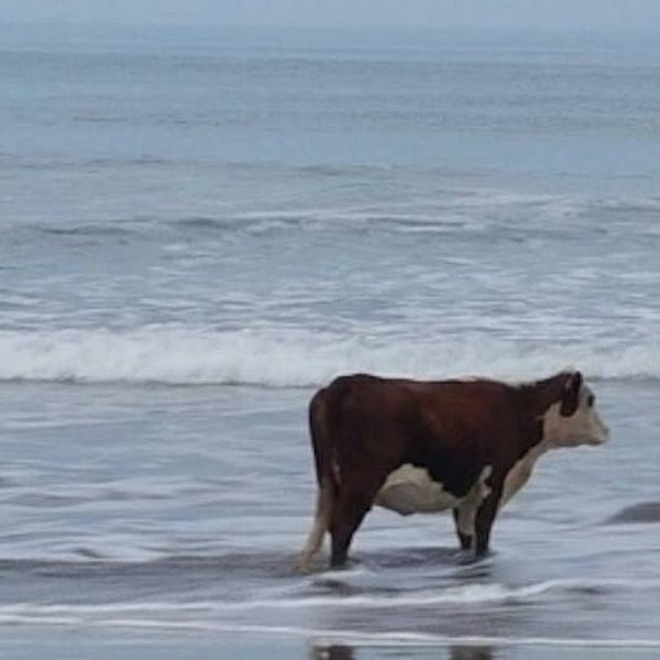 Корова плавает