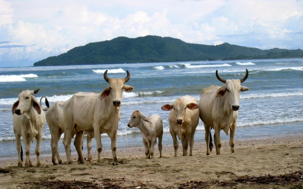Корова в воде
