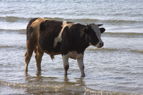 Коровы на берегу почемууууу