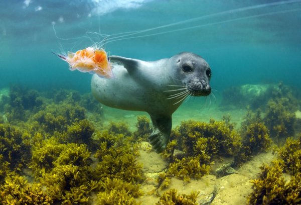 Олесунн Норвегия Атлантический морской парк