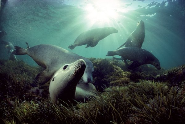 Дэвид Дубиле круг барракуд