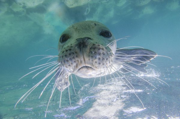 Обитатели морского дна