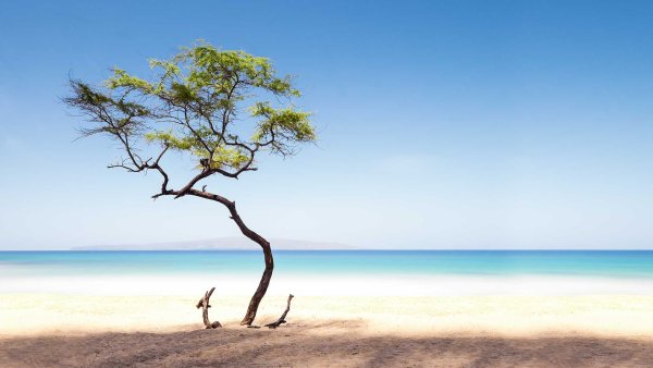 Дерево на берегу моря