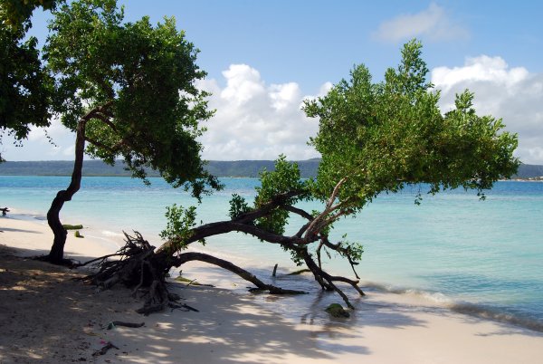 Дерево на берегу моря