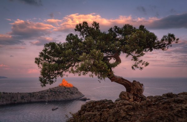 Дерево на берегу моря