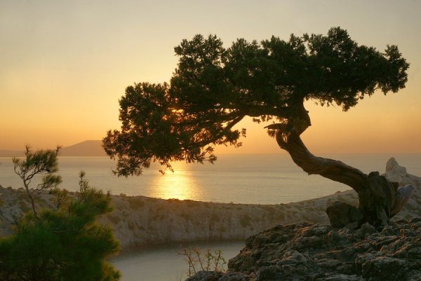 Сосна на горе