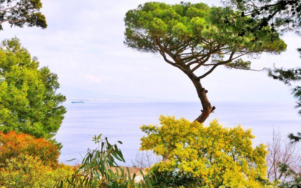 Пейзаж с деревьями