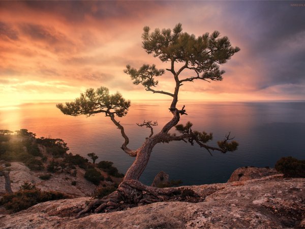 Флагообразная крона у сосны