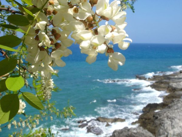 Акация в Крыму белая