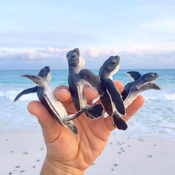 Доброе утро на море с надписью